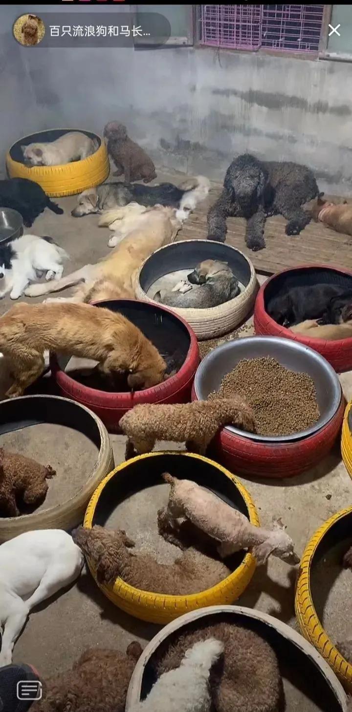 Dog dealers roleplay pet rescue agencies, and rescue stray animals for