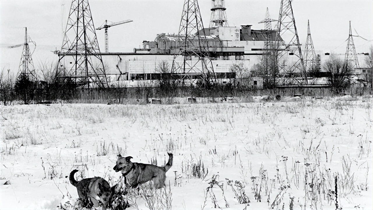 Chernobyl's dogs amazed scientists — what's so special about them? iNEWS