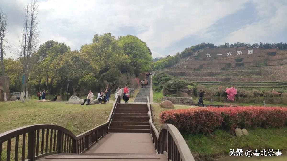Five picturesque tea gardens, people who don't like tea should also go ...