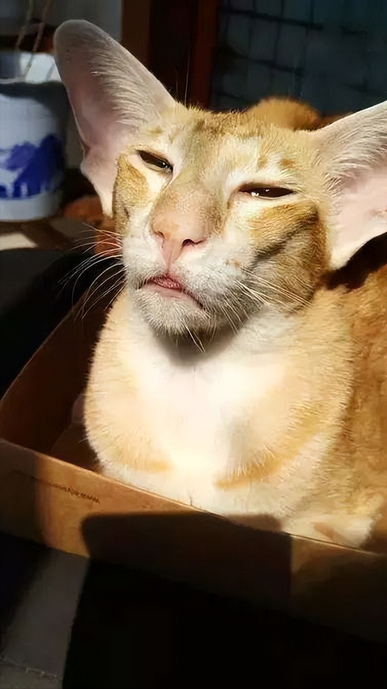 Does neutering a cat make it "ugly"?Three minutes to give you a new