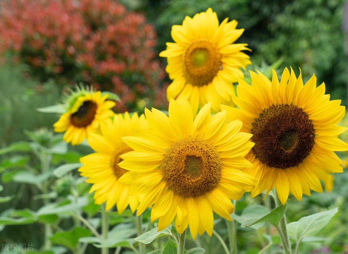 These flowers are easy to grow, bloom quickly, and are suitable for