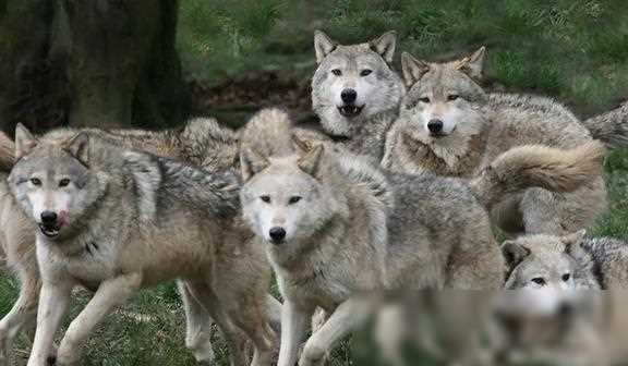 Guan Yu killed six evil wolves in his previous life. After ...