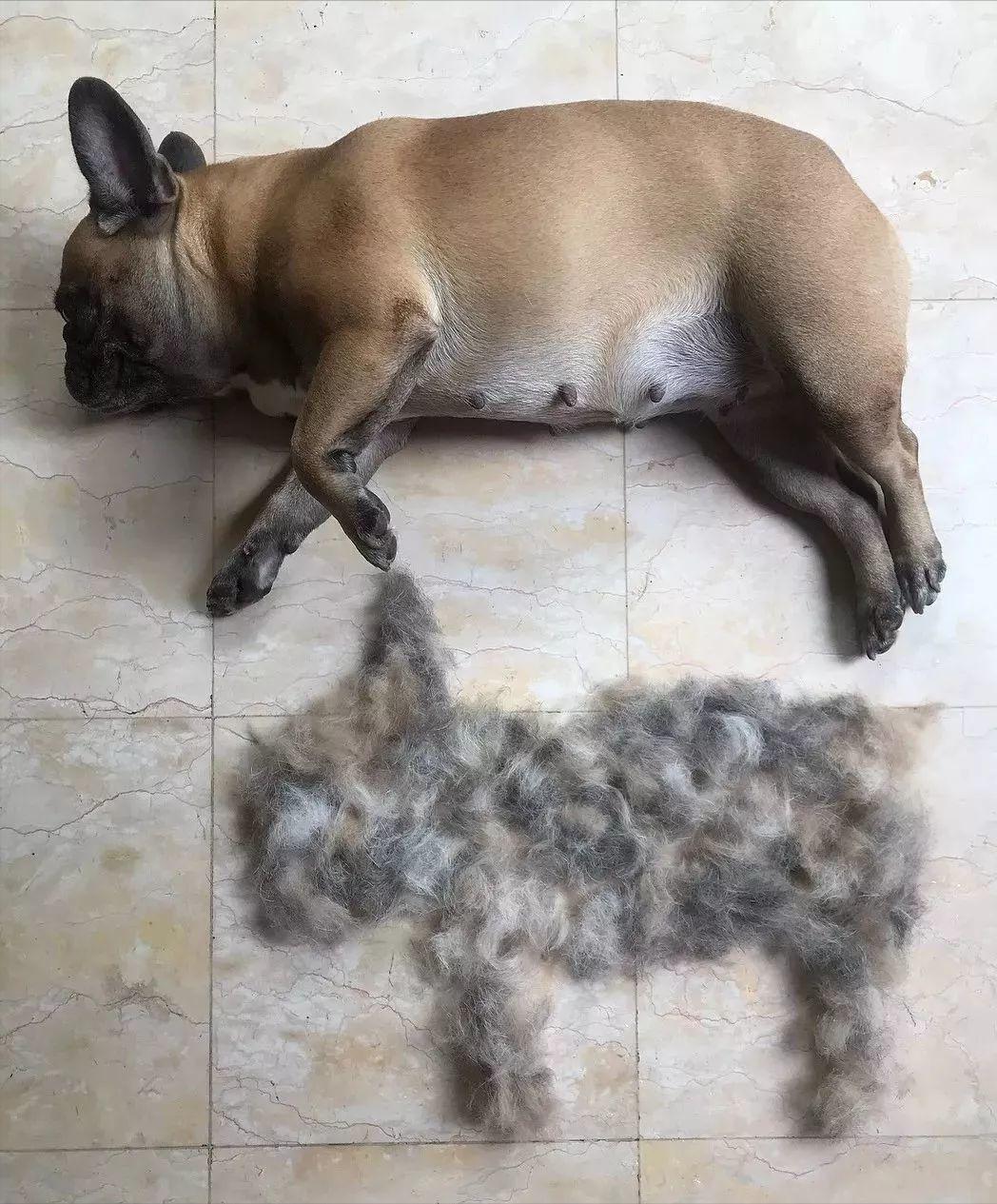 How to deal with severe dog hair loss?Reasons and solutions for dog