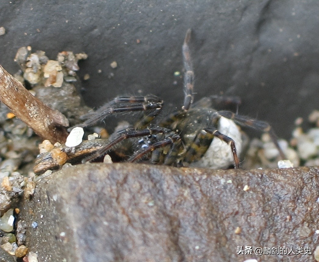 【動物界全系列】狼蛛總科—狼蛛科(中):舞蛛 - 頭條匯