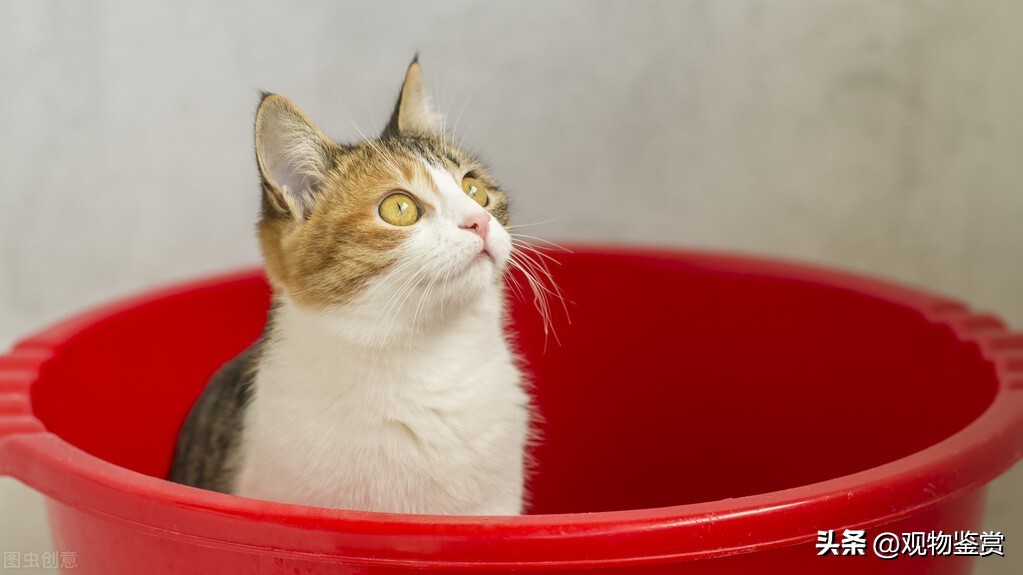 Do I have to prepare a cat litter box before adopting a cat?What can I