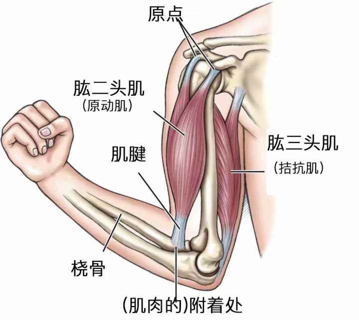 Triangular Arm Muscle Help you!(one) - iNEWS