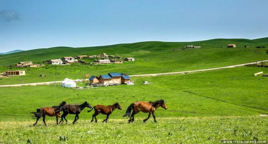 The largest grassland in the world, 30 times the size of the Hulun Buir ...