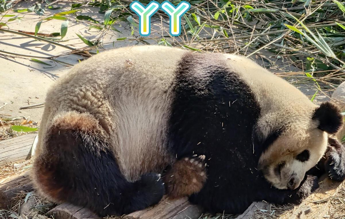 Panda Yaya is back: How did the bamboo-eating panda survive in nature