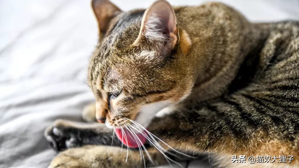 Why do cats spend so much time grooming? iMedia