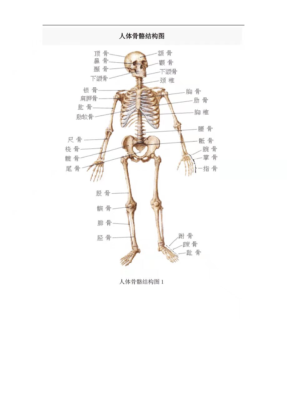 How many bones are there in the human body? - iNEWS
