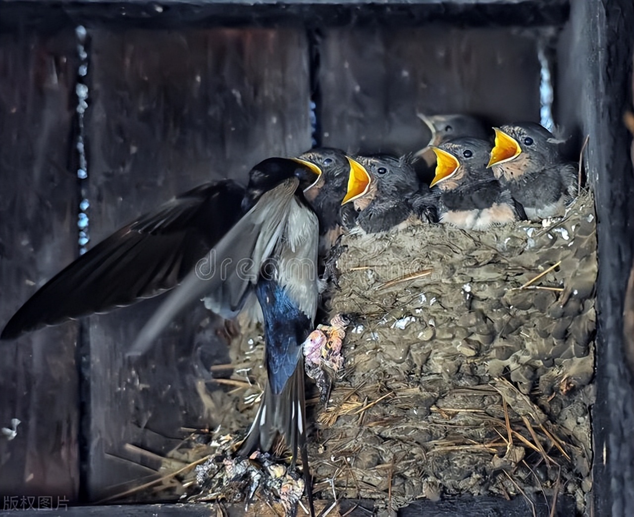 [Original] Prose Spring Swallows Are Back and Busy Building Nests - iMedia