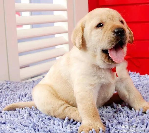 The five most humane dogs iNEWS