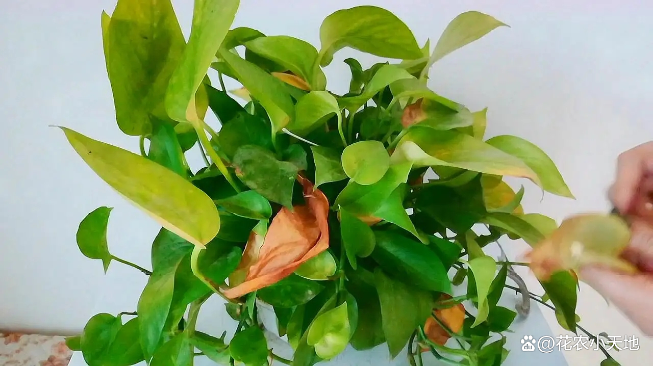 What should I do if the leaves of the radish turn yellow?Observe these