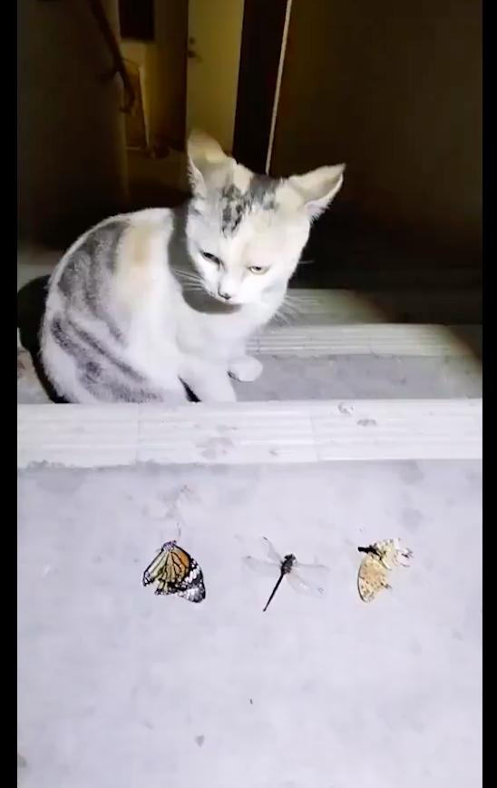 A netizen treats a stray cat to deliver a baby. It takes insects for
