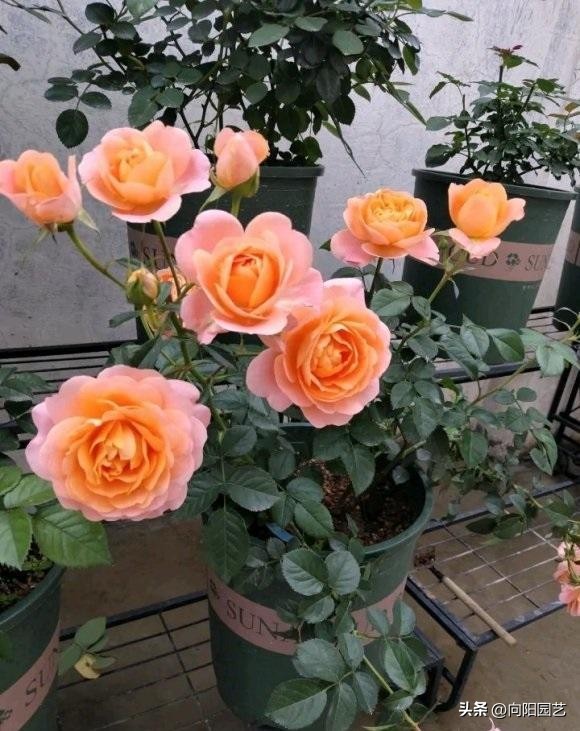 Indoor roses, the flowering must be very small, it is best to grow them ...