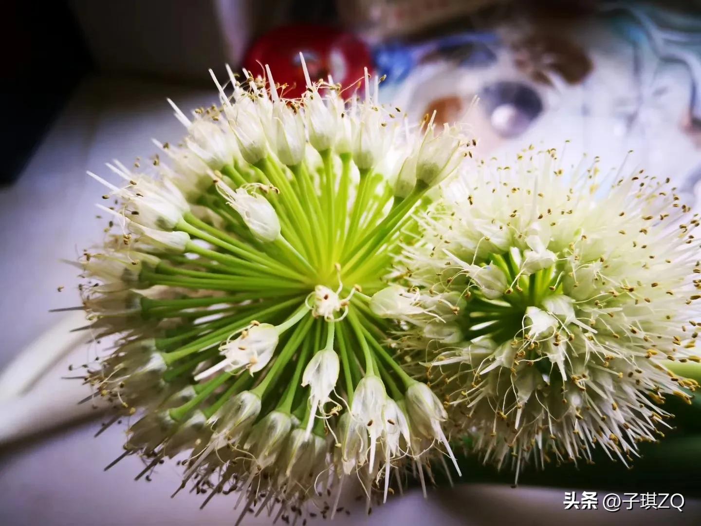 Scallion Bloom blooming green onions - iNEWS