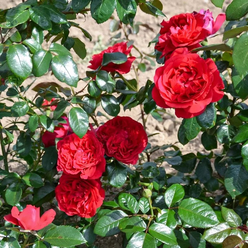 Those red roses with flower fragrance, disease resistance and heat ...