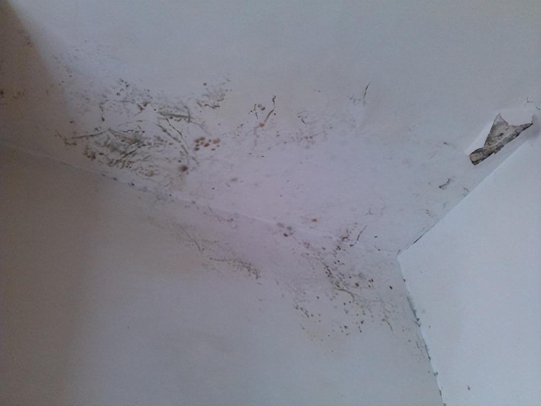 What to do if the ceiling leaks? 5 practical ways to make it easy for