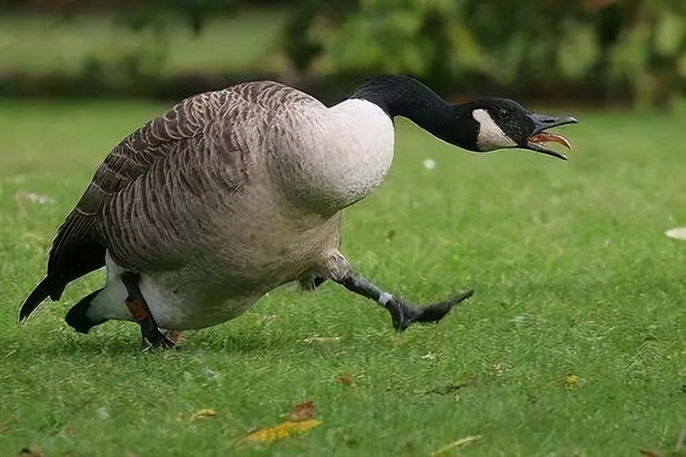 Why are animals afraid of geese?Don't be fooled by the goose's