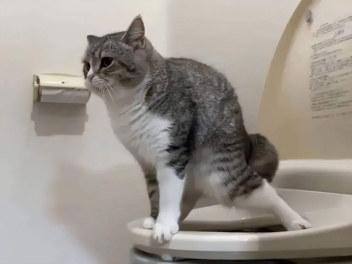 What to do if the cat has diarrhea? iMedia