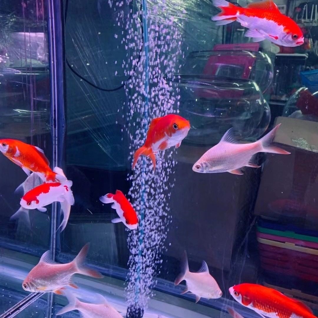 It is said that water is the first to raise fish, why is this? - iNEWS
