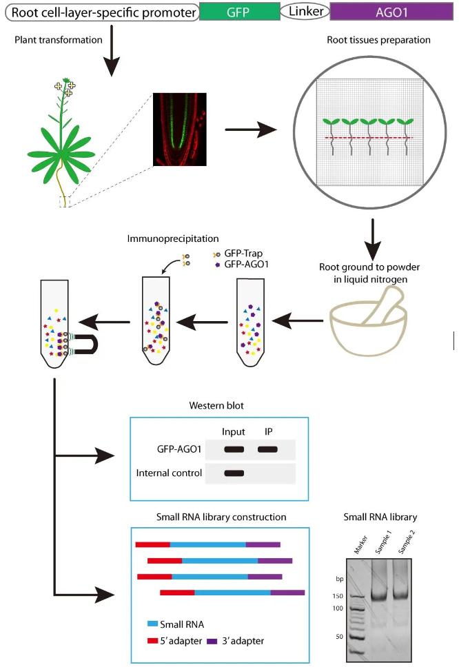 Protocol for Immunoprecipitation Analysis of Arabidopsis-Specific ...