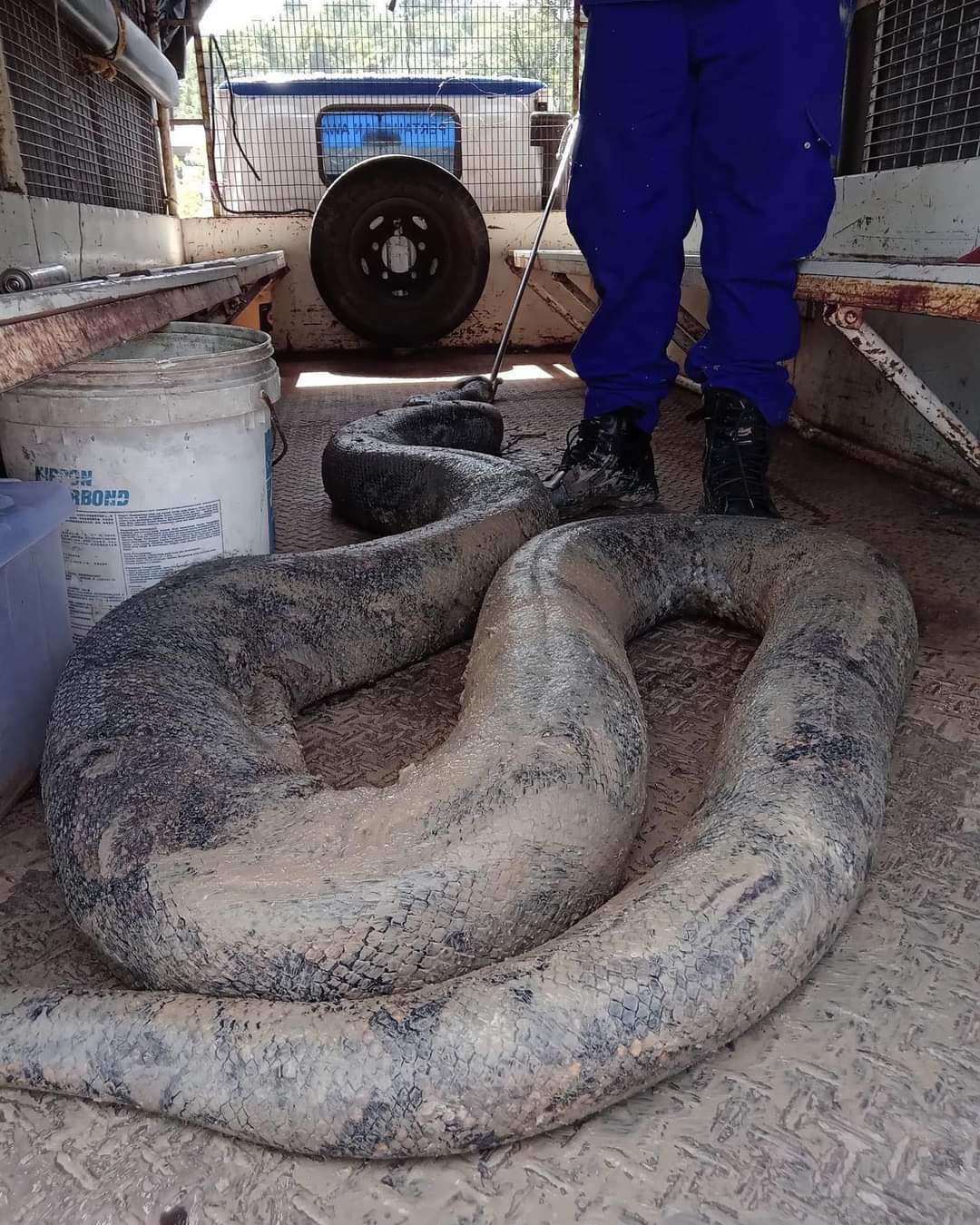 Meet Medusa - Longest Snake Ever In Captivity - Guinness World Records   The longest snake - ever - in captivity is Medusa, a reticulated python  (python reticulatus), owned by Full Moon