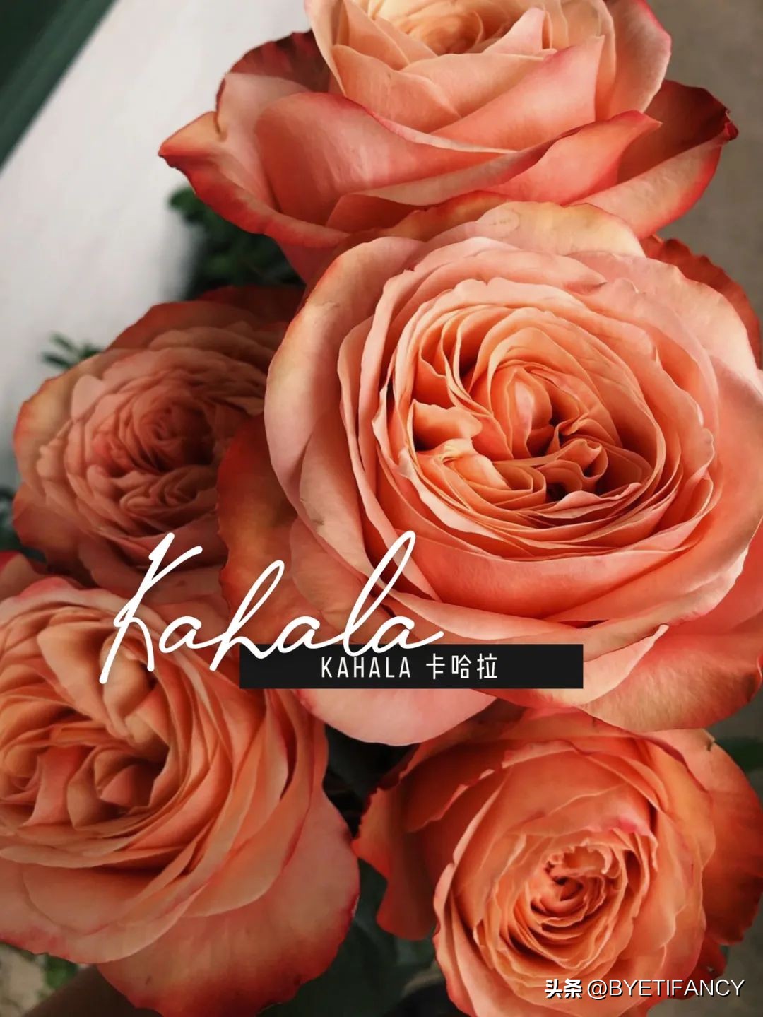 Champagne Rose - iMedia