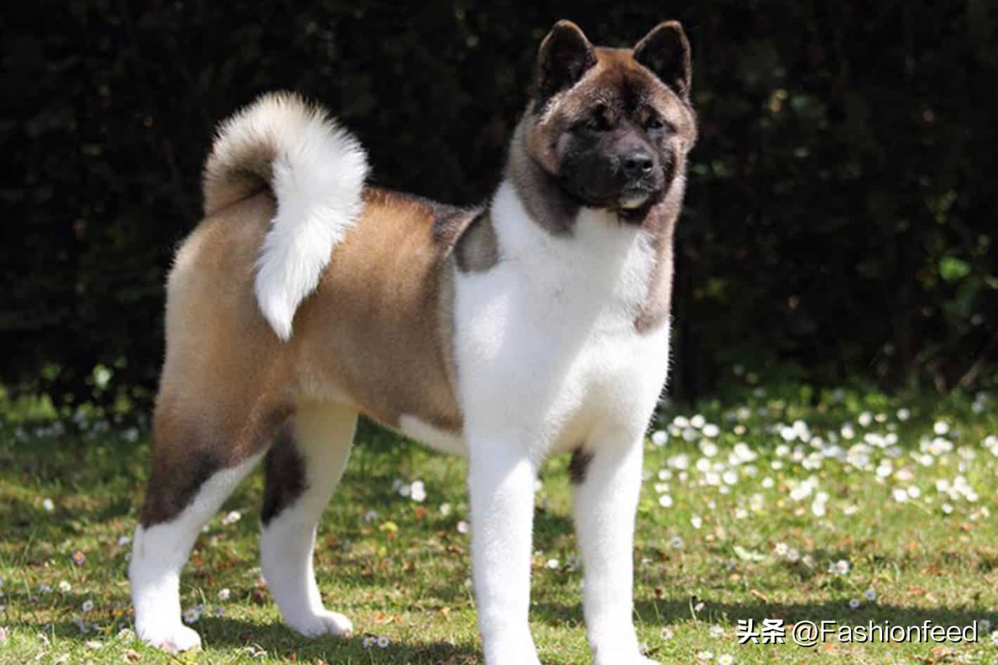 How to remove dog hair from clothes? iMedia