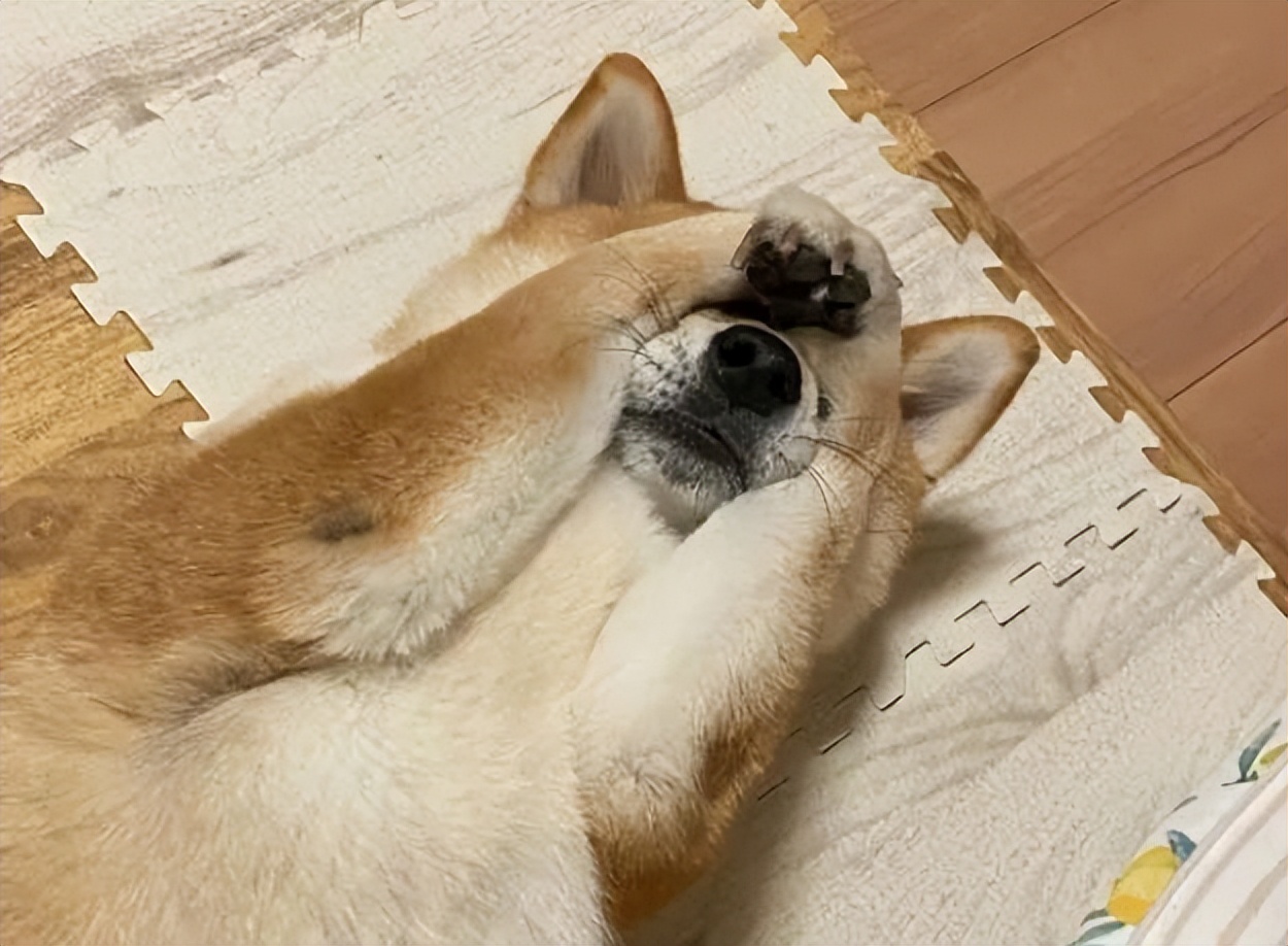 It turns out that dogs "cover their faces and sleep" have these