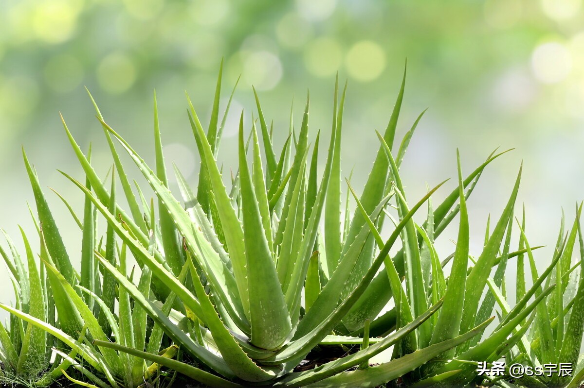 How To Grow And Maintain Aloe Vera Inews 0650