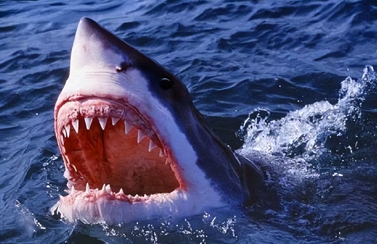10 Animals with the Most Teeth on Earth iNEWS