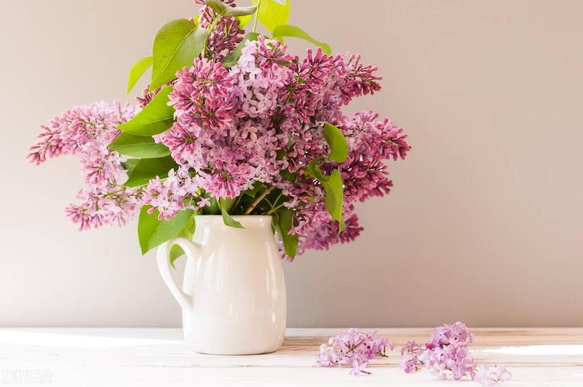 What are the pests and diseases of lilac - iMedia