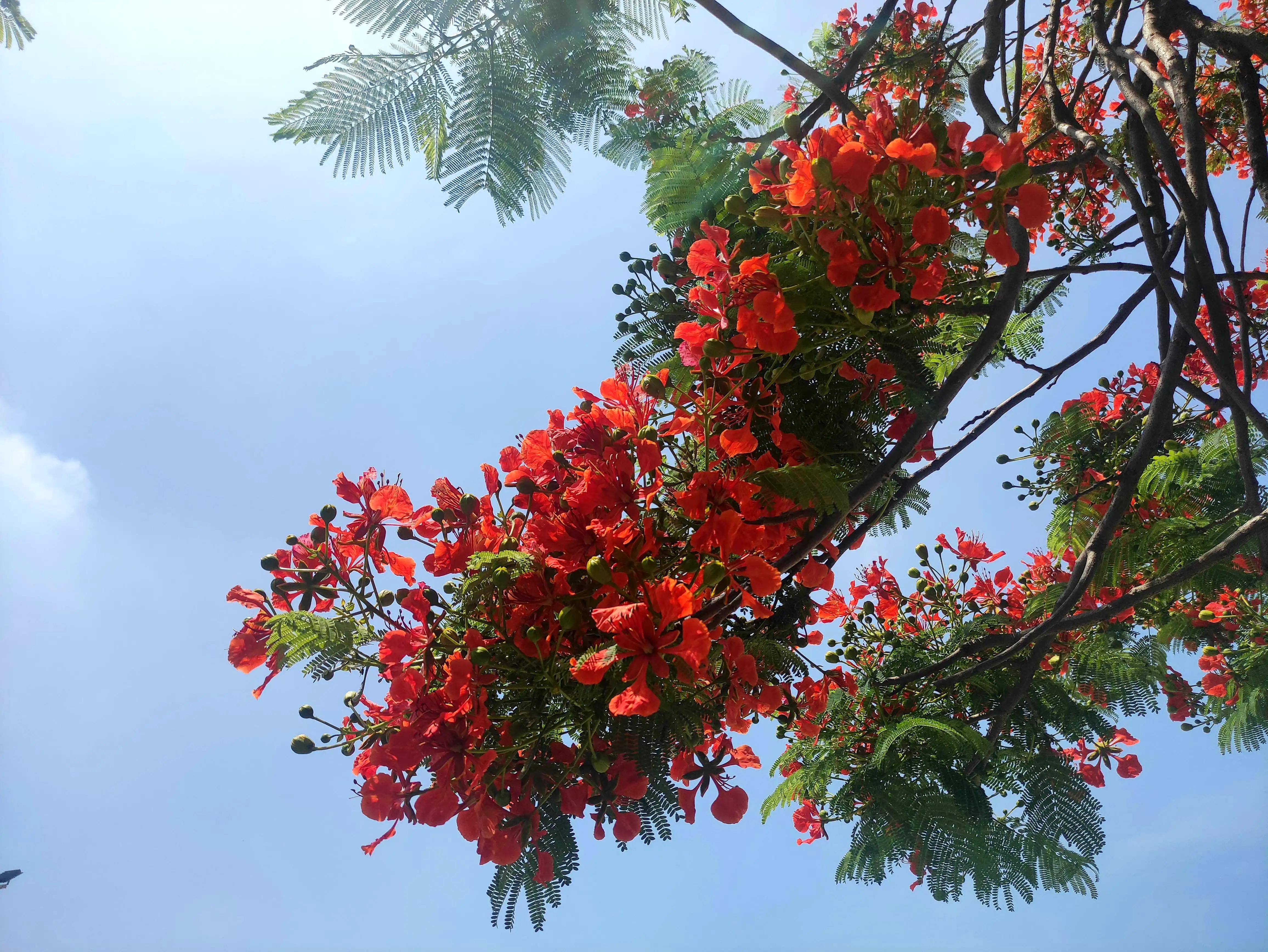 The phoenix flowers are blooming, prosperous, vigorous, beautiful and ...