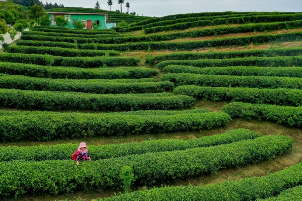 Excellent tea varieties are due to good origins, and Danzhai Tea Garden ...