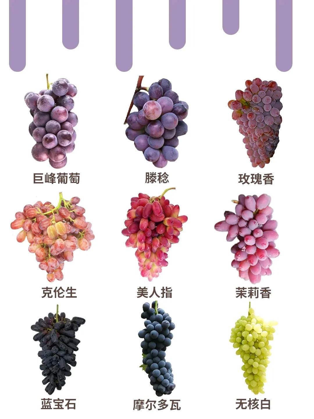 A picture to teach you how to choose grapes iNEWS