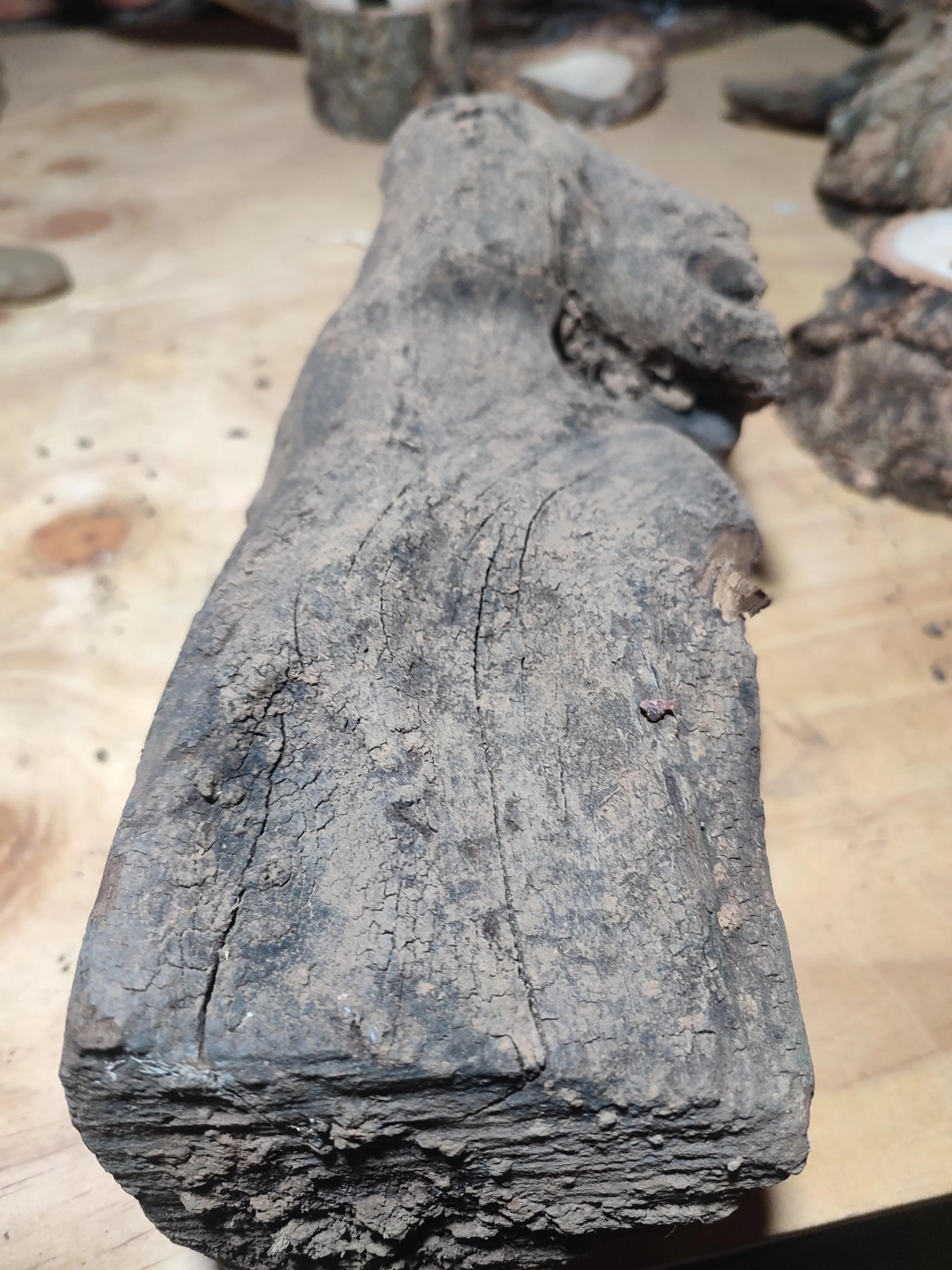 How to Regenerate a Section of Weathered Rock Mulberry Tree Roots - iNEWS
