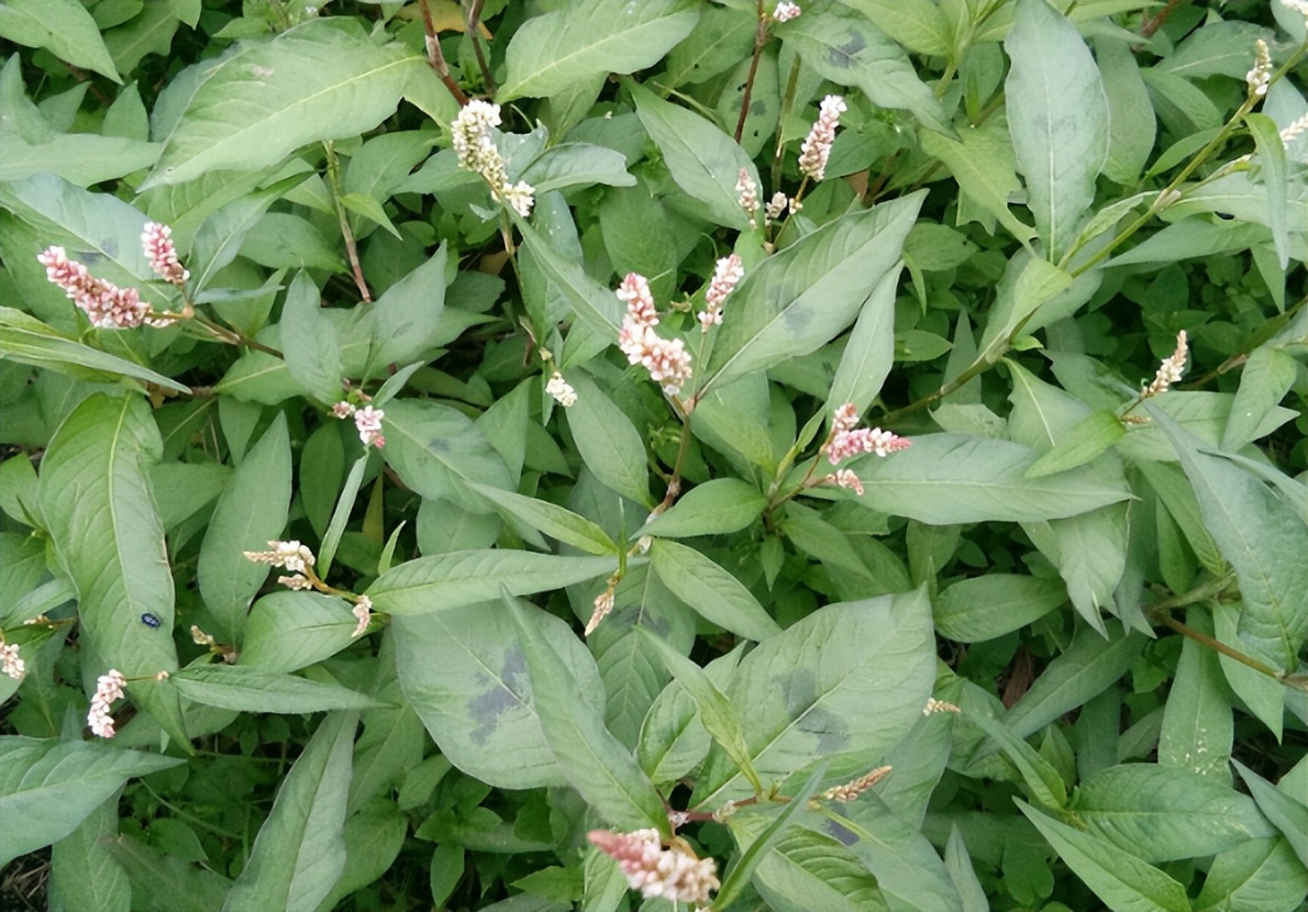 Why is Polygonum vulgaris commonly used in the production of wine koji