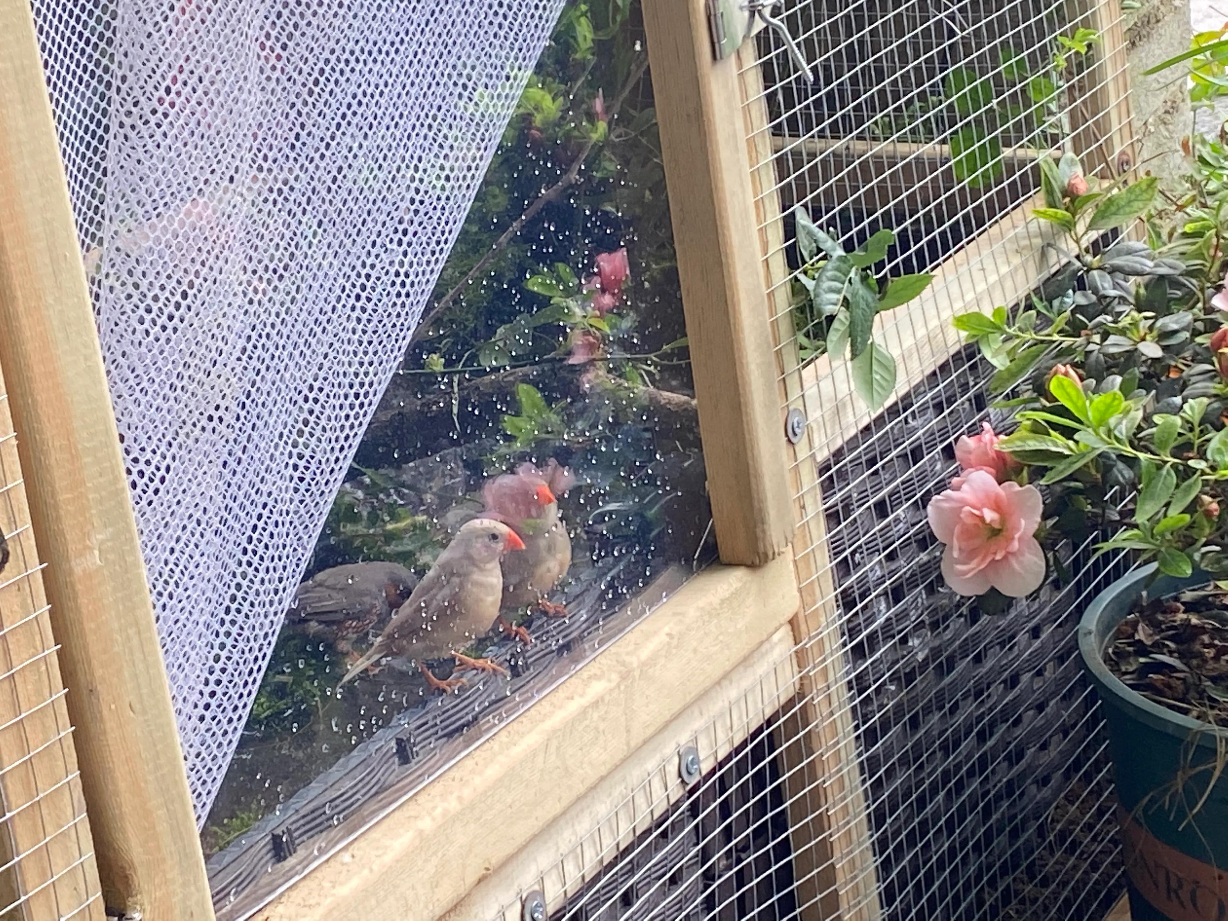 Is it hard to raise birds in original cages?This is the feeling of half