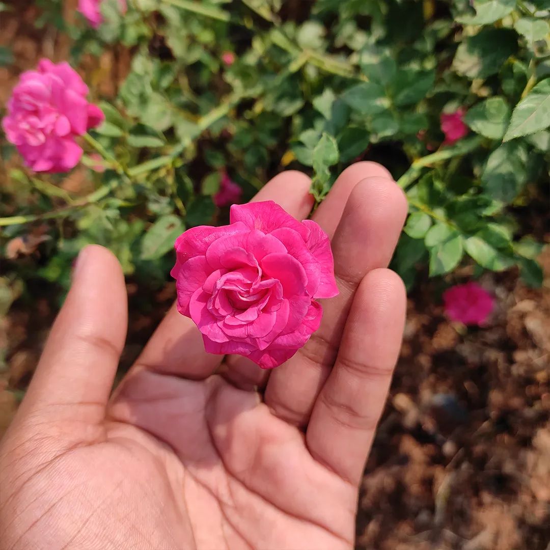 after-the-potted-rose-is-received-you-can-change-the-pot-or-plant-it