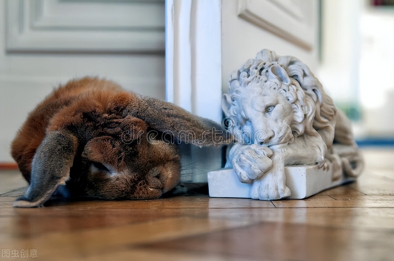 Rabbit has diarrhea after four days without food iNEWS