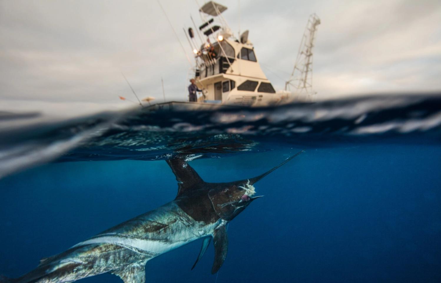 Why Are Swordfish Slaughtering Sharks Addiction? Killing sharks without