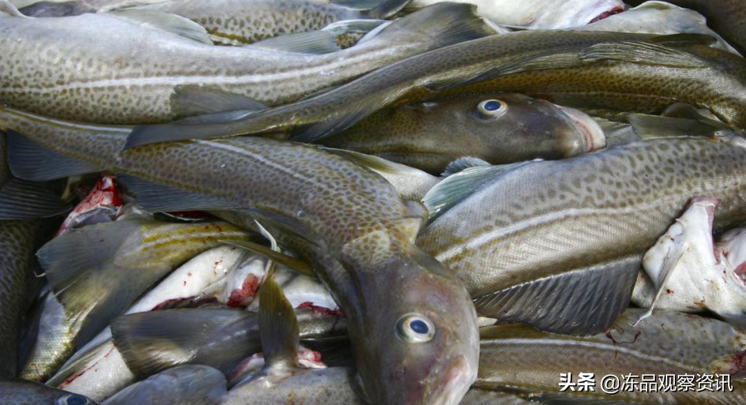 Norway's cod and haddock quota may be cut by 20 in 2023 iNEWS