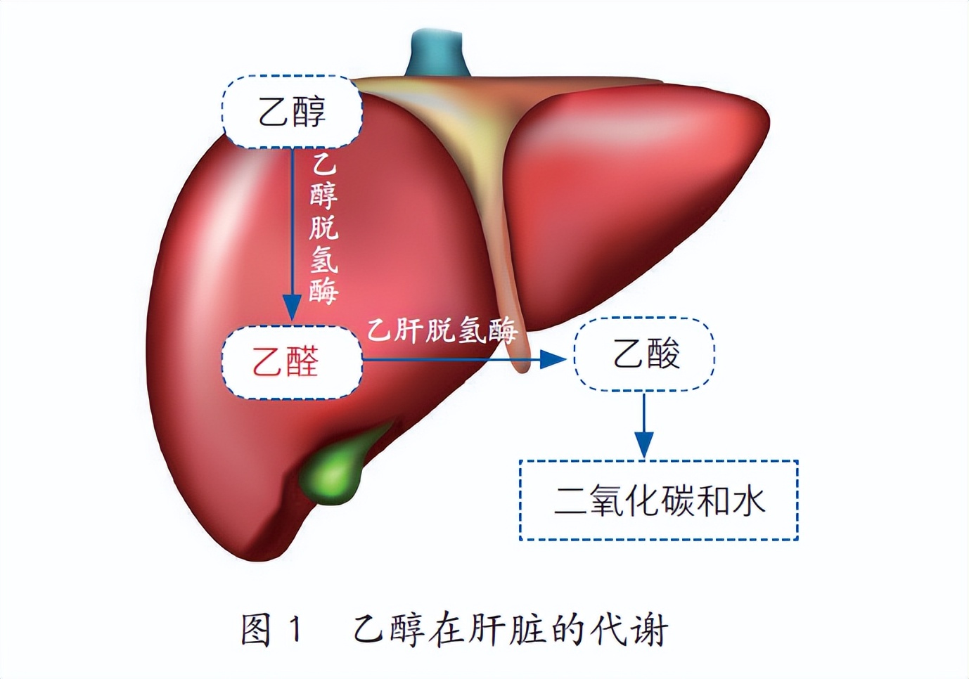 Alcohol can hurt the liver, what about medicinal wine? iNEWS