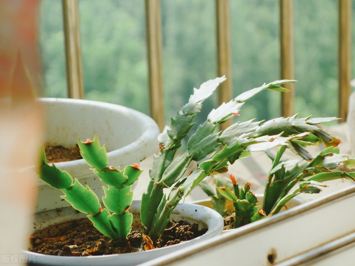 Crab claw orchid maintenance skills iNEWS