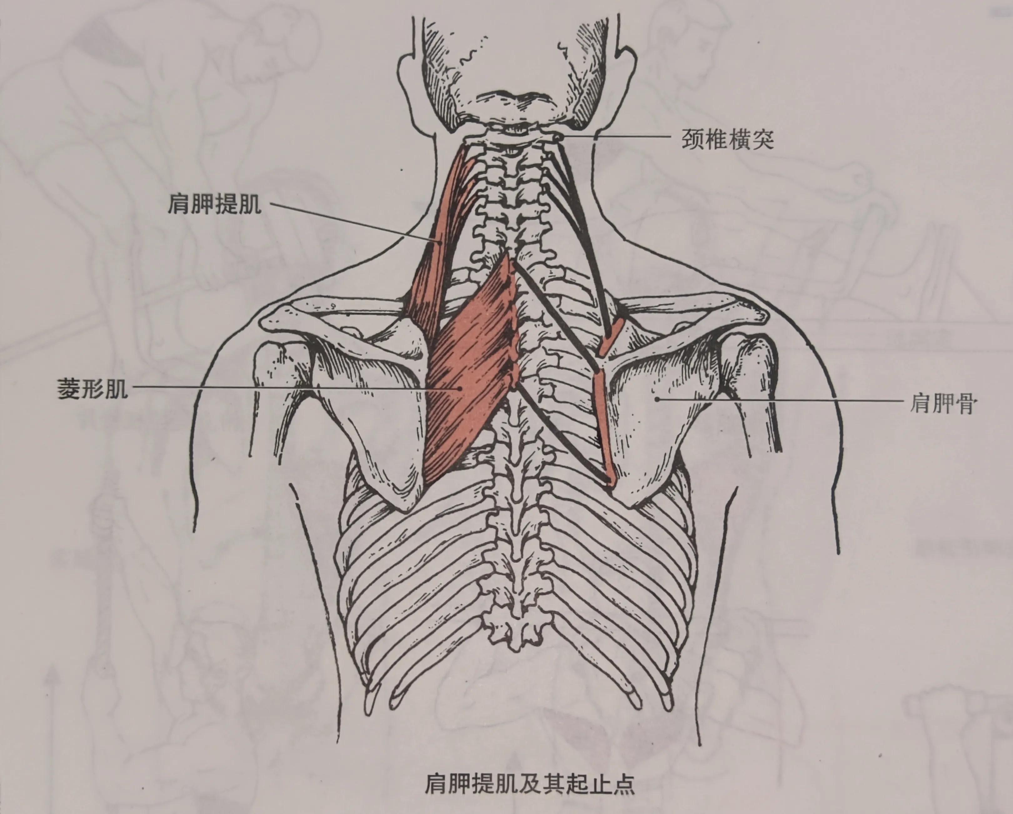 軀幹的肌肉—背肌(二) - 頭條匯