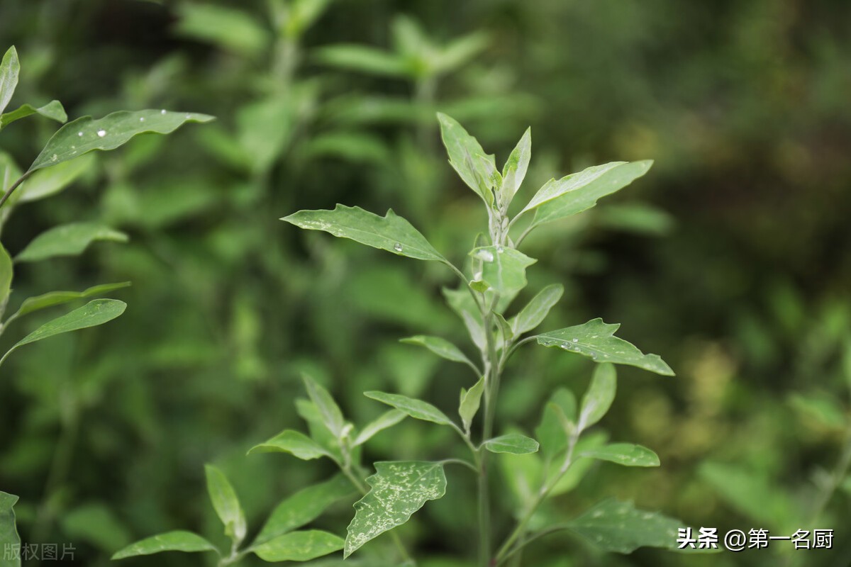 It is a "longevity dish", one for laxative, two for eye protection, and