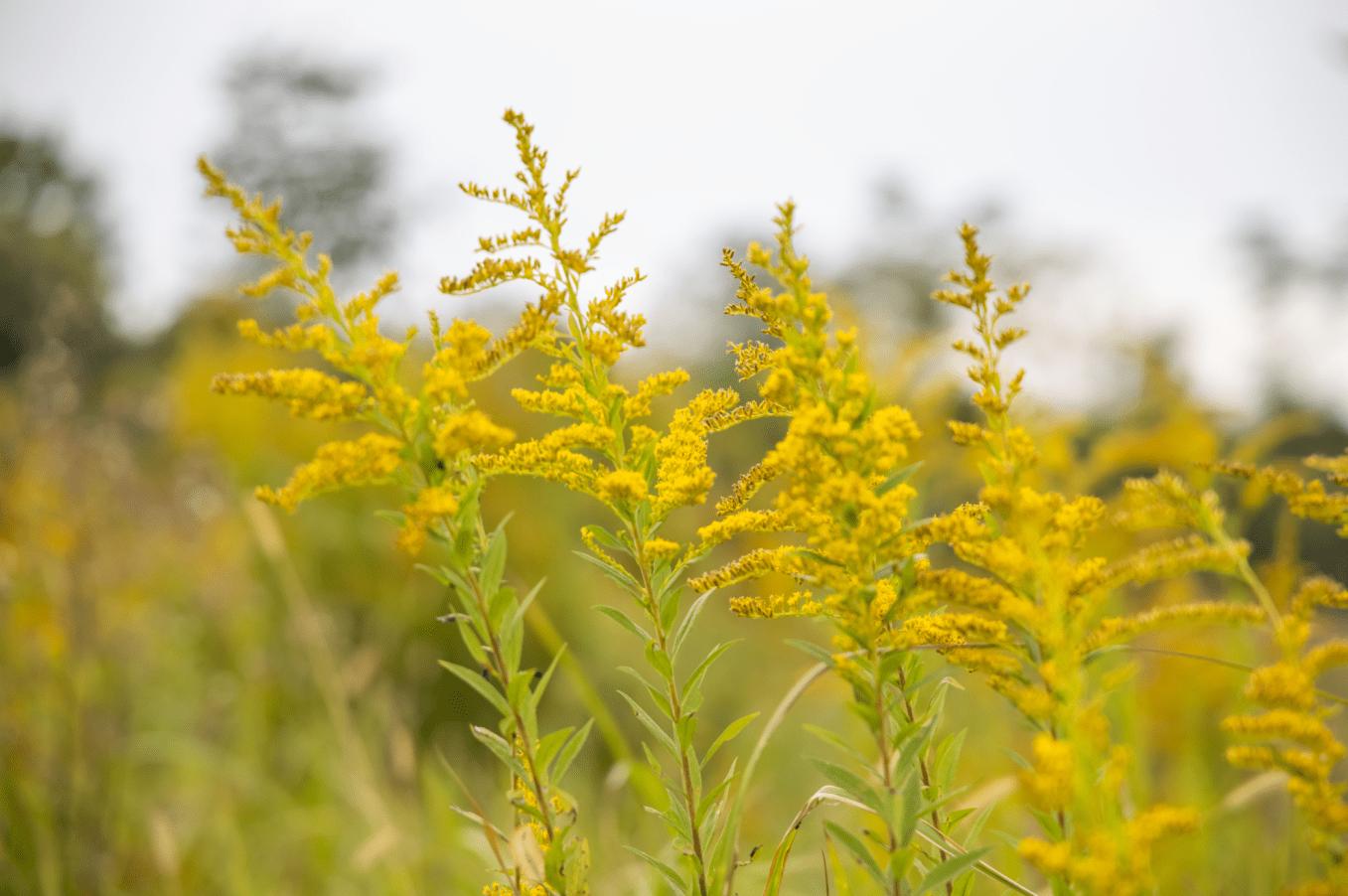 A yellow flower in Canada will eventually meet its nemesis, and even ...