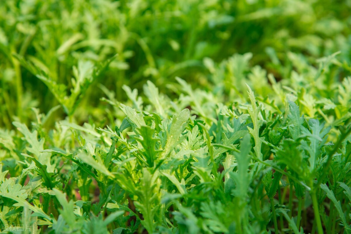 Chrysanthemum planting method iMedia