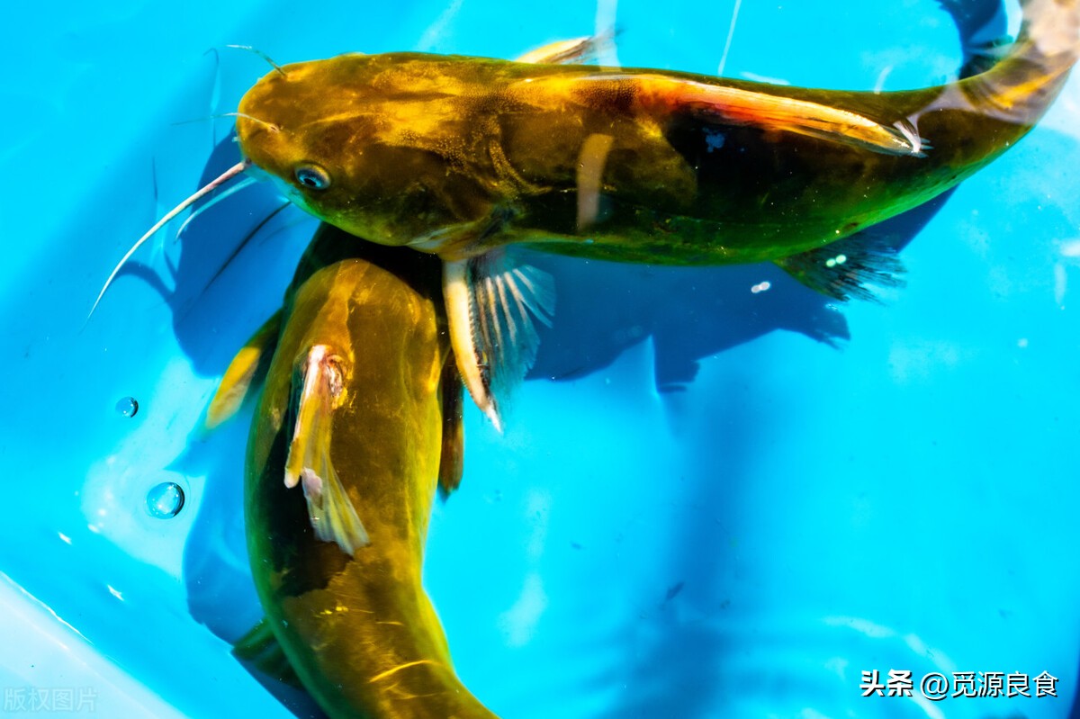 Yellow catfish yellow bone fish, why does it taste different from